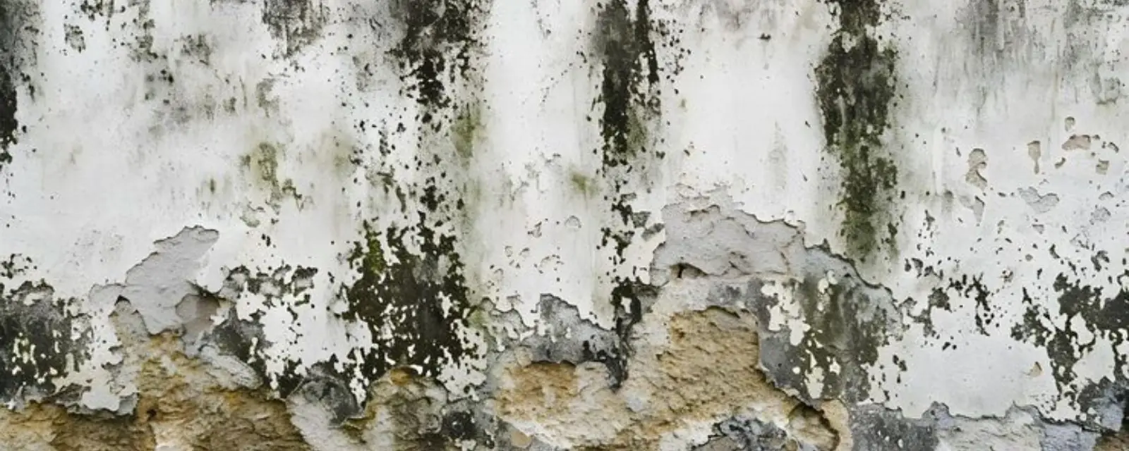 Dark mold patches and peeling paint on a damp wall