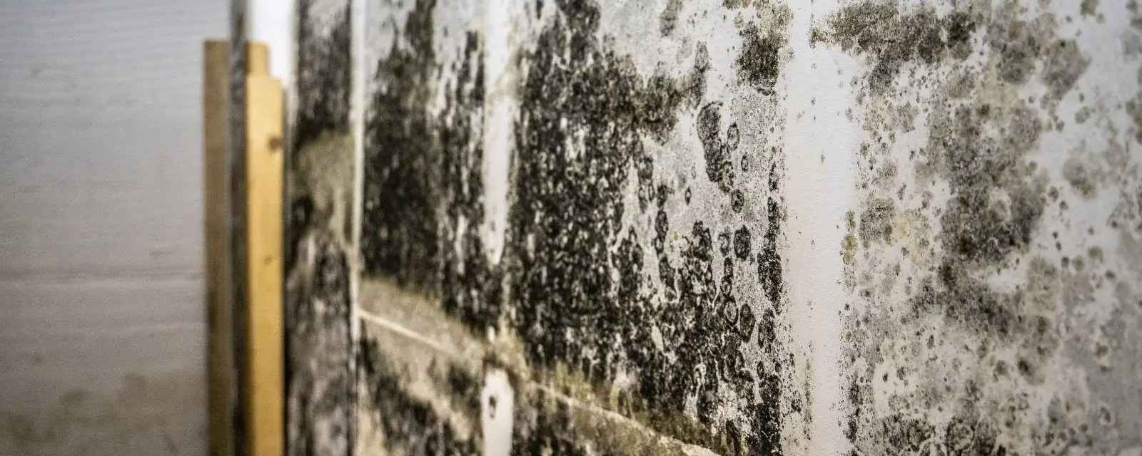Dark mold growth across a basement block wall beside wood framing