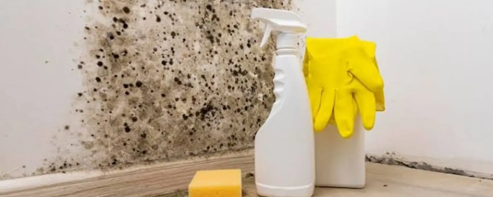 Black mold spots on a wall corner with a spray bottle and yellow gloves on the floor