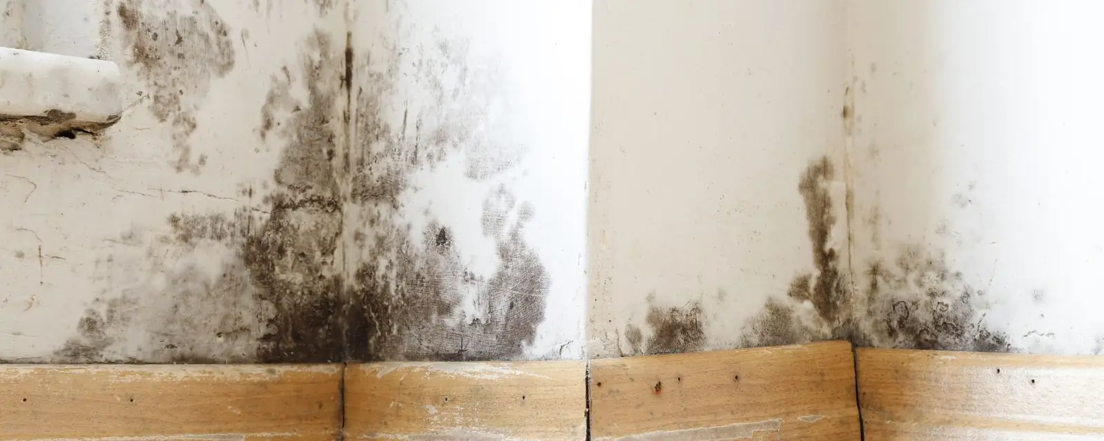 Mold stains spreading up a white wall from the baseboard in the corner of a room