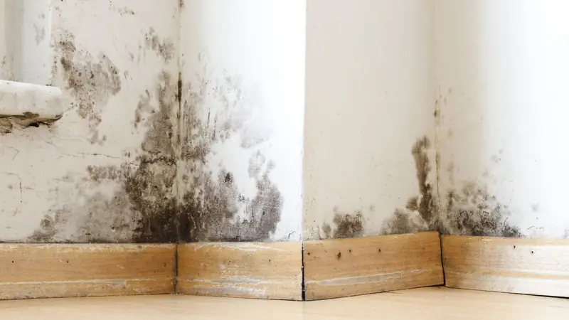 Mold stains spreading up a white wall from the baseboard in the corner of a room